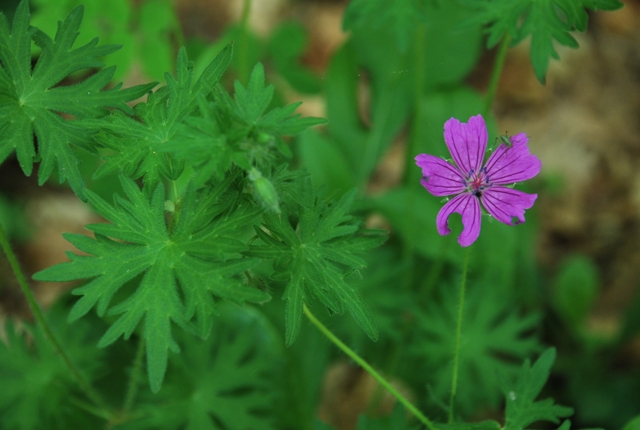 Geranium sanguineum